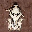 Boldly-marked Archips - Hodges#3666 - photo 3