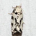 Boldly-marked Archips - Hodges#3666 - photo 4