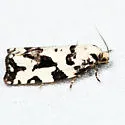 Boldly-marked Archips - Hodges#3666 - photo 5