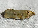 Archips eleagnana - Hodges#3651