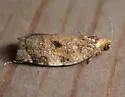 Oak Webworm - Hodges#3655