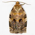 Oak Webworm - Hodges#3655 - photo 2