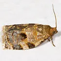 Oak Webworm - Hodges#3655 - photo 3