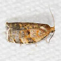 Oak Webworm - Hodges#3655 - photo 4