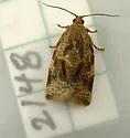 Exotic Leafroller Moth - Hodges#3663.2 - Archips fuscocupreanus