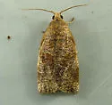 Exotic Leafroller Moth - Hodges#3663.2 - photo 2