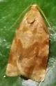 Exotic Leafroller Moth - Hodges#3663.2 - photo 3