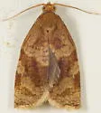 Exotic Leafroller Moth - Hodges#3663.2 - photo 4