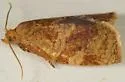 Exotic Leafroller Moth - Hodges#3663.2 - photo 5