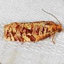 Archips georgiana - Hodges#3656 - photo 2
