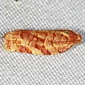 Archips georgiana - Hodges#3656 - photo 3