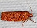 Archips georgiana - Hodges#3656 - photo 4