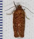 Archips georgiana - Hodges#3656 - photo 5