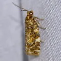 Archips goyerana - Hodges#3648.1