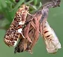 Archips goyerana - Hodges#3648.1 - photo 2