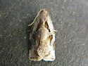 Archips grisea - Hodges#3660 - photo 2