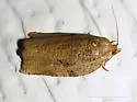 Archips grisea - Hodges#3660 - photo 3