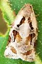 Archips grisea - Hodges#3660 - photo 4
