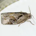 Archips grisea - Hodges#3660 - photo 5