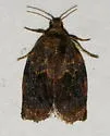 Smoked Leafroller - Hodges#3659 - photo 2