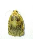 Smoked Leafroller - Hodges#3659 - photo 3