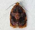 Smoked Leafroller - Hodges#3659 - photo 4