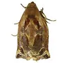 Archips magnoliana - Hodges#3657 - photo 2
