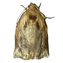 Archips magnoliana - Hodges#3657 - photo 3
