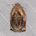 Archips magnoliana - Hodges#3657 - photo 4