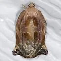 Archips magnoliana - Hodges#3657 - photo 5