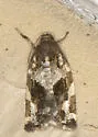 Dusky-back leaf roller - Hodges#3649 - photo 2