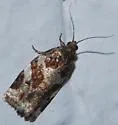 Dusky-back leaf roller - Hodges#3649 - photo 3