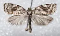 Dusky-back leaf roller - Hodges#3649 - photo 4