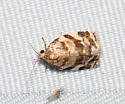 Dusky-back leaf roller - Hodges#3649 - photo 5