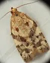 Archips myricana - Hodges#3652 - Archips myricana