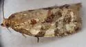 Archips myricana - Hodges#3652 - photo 2