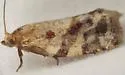 Archips myricana - Hodges#3652 - photo 3