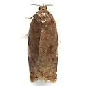 Archips myricana - Hodges#3652 - photo 4