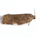 Archips myricana - Hodges#3652 - photo 5