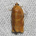 New species Archips - Hodges#3668.5 - photo 2