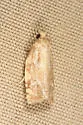 Larger Boxelder Leafroller Moth - Hodges#3654 - Archips negundana