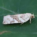 Larger Boxelder Leafroller Moth - Hodges#3654 - photo 2