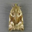 Larger Boxelder Leafroller Moth - Hodges#3654 - photo 3