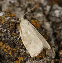 Larger Boxelder Leafroller Moth - Hodges#3654 - photo 4