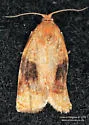 Archips nigriplagana - Hodges#3648.2 - photo 2