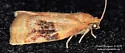 Archips nigriplagana - Hodges#3648.2 - photo 3