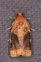 Archips nigriplagana - Hodges#3648.2 - photo 4