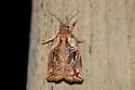 Archips oporana - Hodges#3663 - Archips oporana