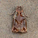 Archips oporana - Hodges#3663 - photo 2