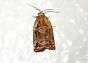 Archips oporana - Hodges#3663 - photo 4